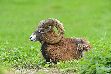 视觉小说游戏《夜光》将登陆PS4和Switch 今年秋季发售